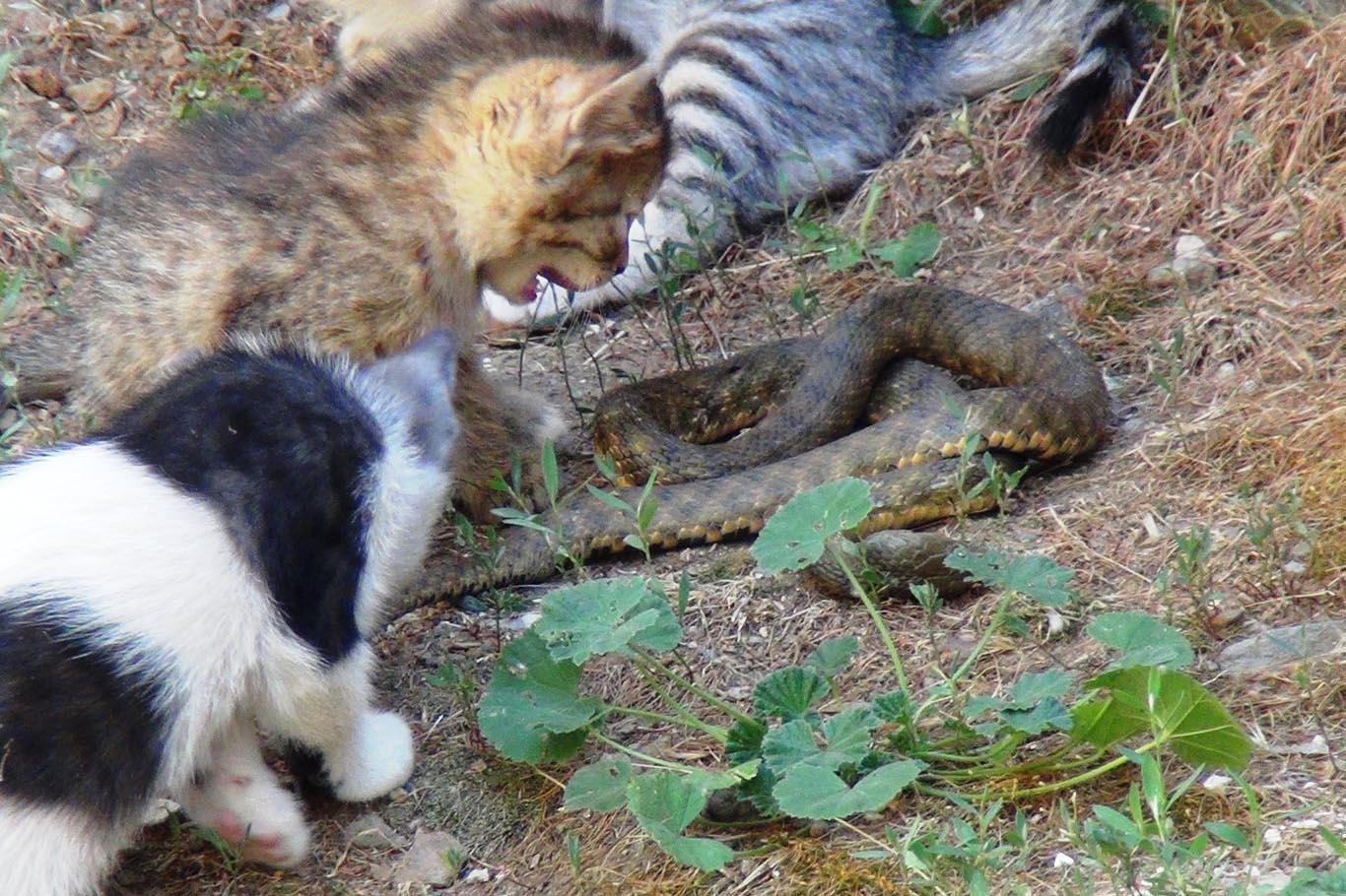 Yavru kedilerin yılanla eğlencesi